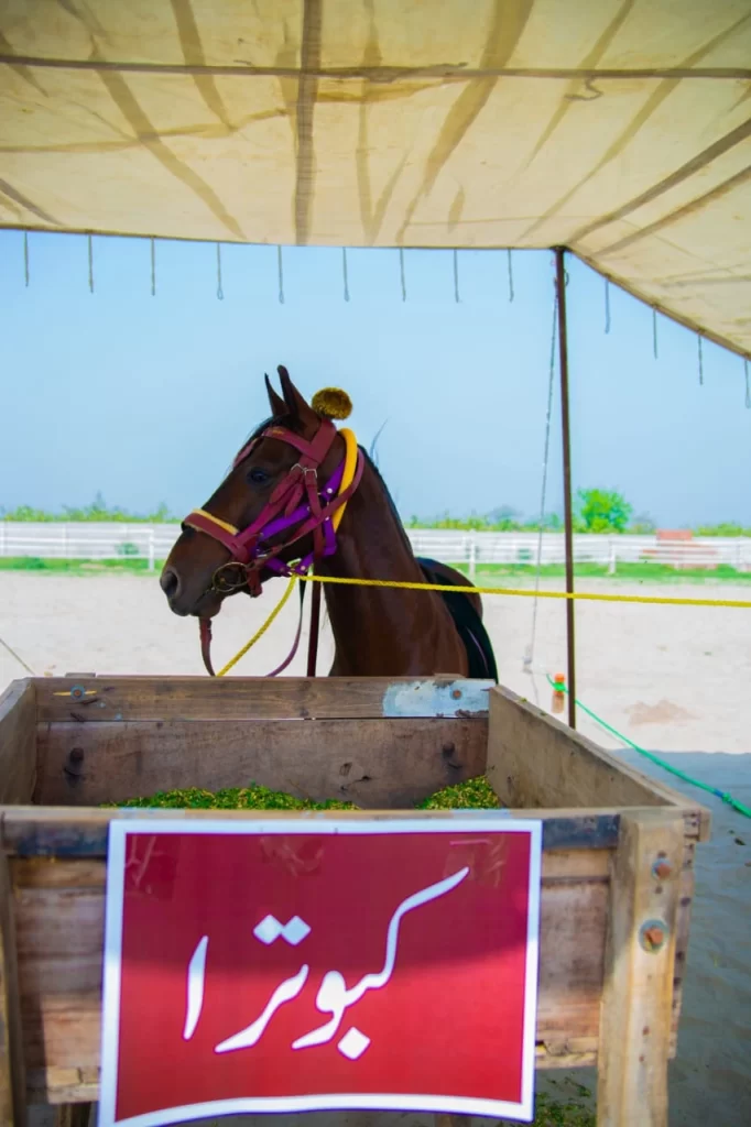 Kabootra - the horse of Sultan-ul-Ashiqeen